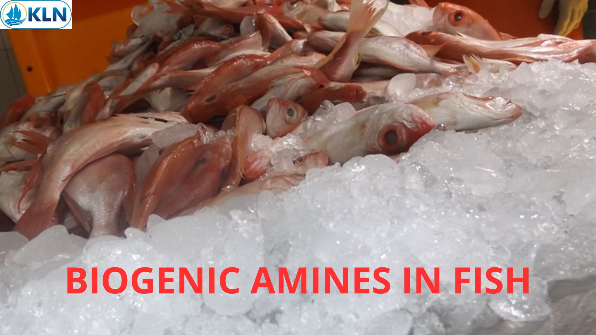 BIOGENIC AMINES IN FISH